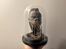 Cabinet de curiosités Oddities globe téte reduite Tsantsa Jivaro Shrunken head