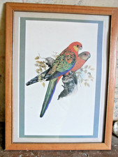 ?? GRAVURE ANIMALIERE COUPLE PERROQUET CADRE TABLEAU ŒUVRE