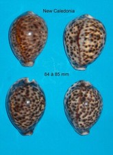 Cypraea   4   Tigris       New Caledonia     84 à 85 mm