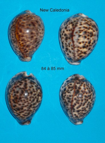 Cypraea tigris new - 4,