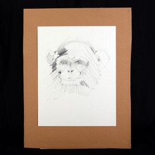 Pierre Letellier Chimpanzé dessin préparatoire reproduit Le Lion J Kessel
