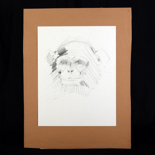 Pierre letellier chimpanzé - pierre,
