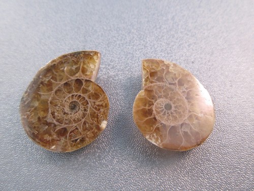 Pair madagascar ammonite - pair, of