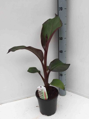 Ensete ventricosum maurelii - ensete,