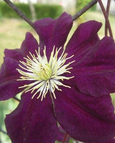 Clematite lie de vin - ♫♫, 'lie