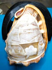 Coquillage Cassis Rufa Gravé