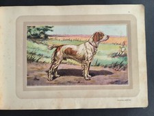 Chasse, Epagneul Breton