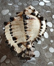 Coquillage Collection Murex