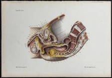 1866 - Bassin & Organes