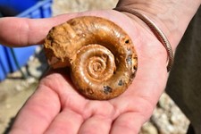 RARE ammonite Protetragonites obliquestangulatus aptien  Madagascar
