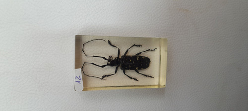 Résine inclusion insectes