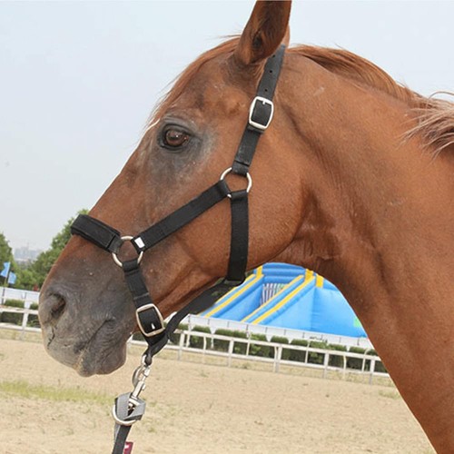 Licol pour cheval avec rêne