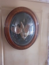 très rare paire d'oiseaux