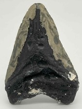 Dent de mégalodon fossile –