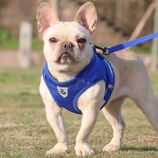 Chien Marche Gilet Respirant
