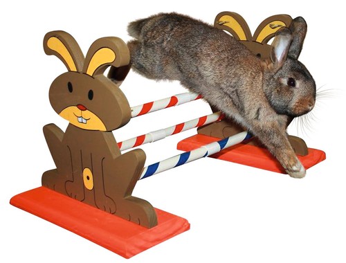 Obstacle pour rongeur agility - obstacle,