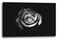 Toile/Cadres Close up of rose