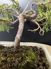 Prebonsai Genévrier Jin