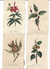 4 gravure Botanique Harrison