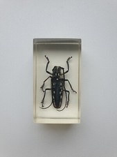 Insecte Inclusion résine -