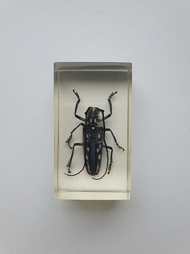 Insecte inclusion résine - inclusion,