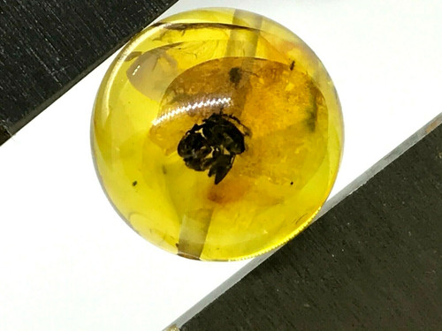 Ambre perle ronde - ambre,