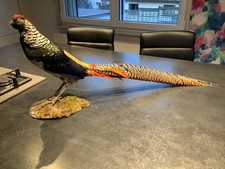 taxidermie oiseaux :  FAISAN