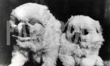 Photo de presse vintage