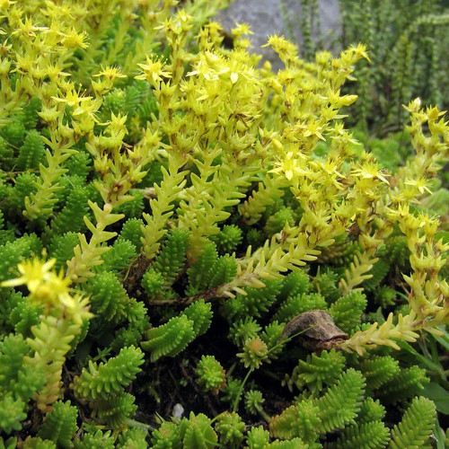 Sedum sexangulare orpin - -, doux