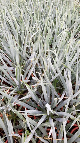 Yucca french flag cov - x, /