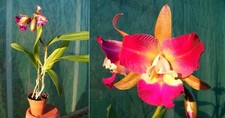 Cattleya Hybride ,  orchidée