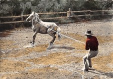 13-SCENE DE CAMARGUE-CAPTURE D