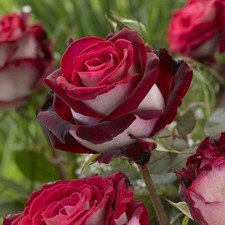 60x Graines De Rosier ROUGE & BLANC BICOLORE Rare + Livraison Rapide 