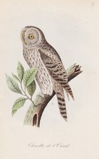 Chouette De L'Oural Eulen Owls