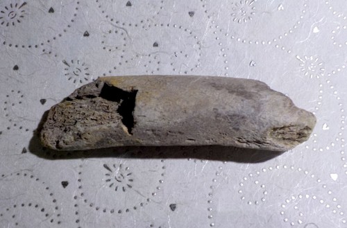 Côte fossile dinosaure - os,