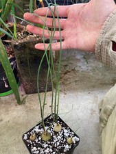 Albuca spiralis south - albuca, sg,