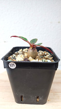 Euphorbia ramena n°121