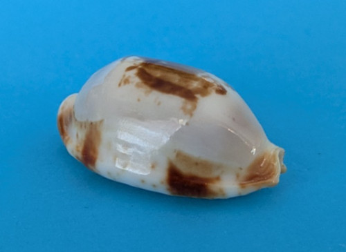 Cypraea stolida crossei 8 - cypraea,