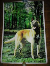 CHIEN - MALINOIS - POSTER FLUO - BON ETAT -