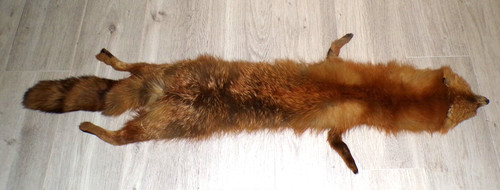 Ancienne peau renard - peau,