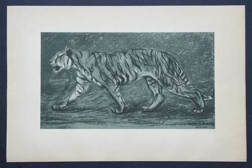 Swan etude tigre fauve - jm,
