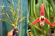 Maxillaria tenuifolia