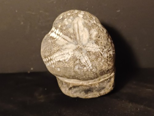 Oursin fossile micraster - oursin,