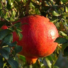 Punica granatum 'Lyubimy' - Grenadier à fruit sucré résistant au froid