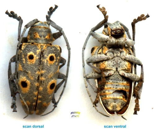 Cerambycidae megalofrea - cerambycidae,