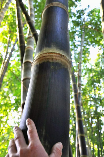 Black male bamboo seeds - 10,