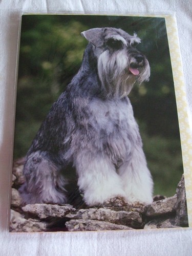 Carte enveloppe chien - +,
