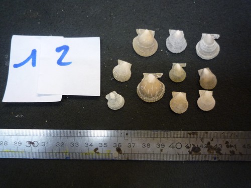 131 chlamys infumata - 131.15,