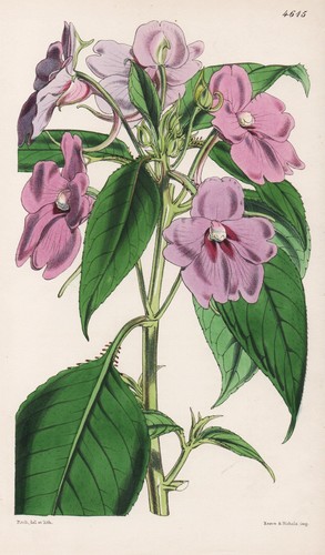Impatiens pulcherrima inde - impatiens,
