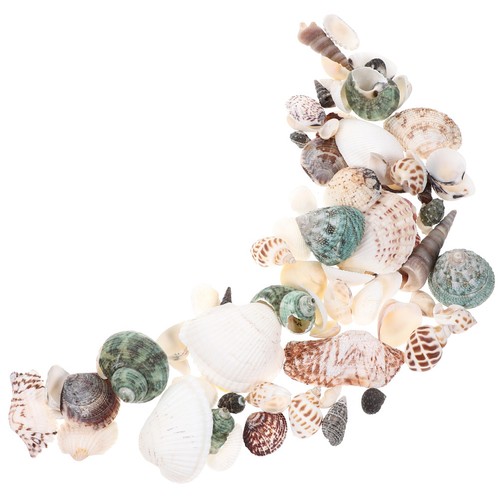 Ornement conque coquillages - conque,